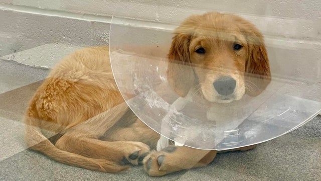 big-red-parvo.jpg 