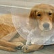 Golden retriever puppies in Boston found sick with Parvovirus 