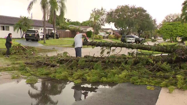 1700-chelsea-hollywood-tree-down-pkg-9-16-25.jpg 