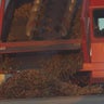 Walnut harvest begins in Sutter County after mild summer boosts quality 