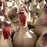 4 more turkey farms in Minnesota hit by bird flu 