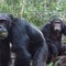 Wild chimps consume the equivalent of 2 cocktails a day, research finds