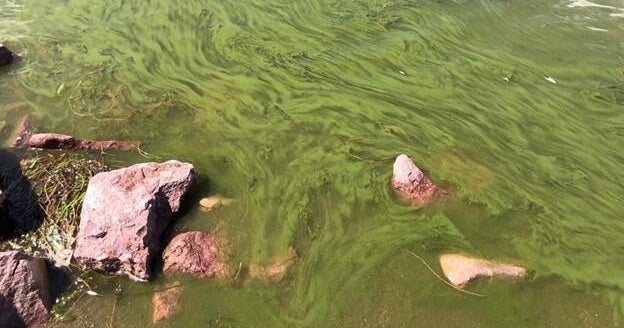 Harmful algae bloom spotted in Boulder Reservoir, city asks residents ...