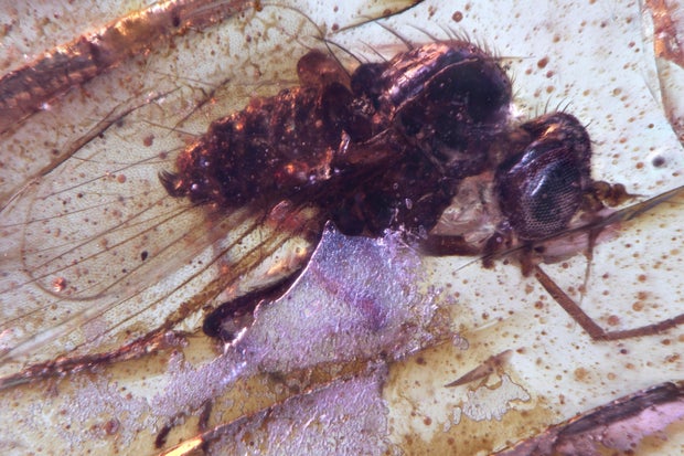 Prehistoric Amber 