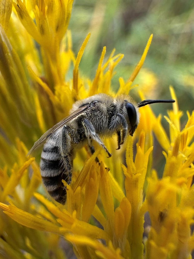 bee-on-rabbitbrush-credit-lisa-mason.jpg