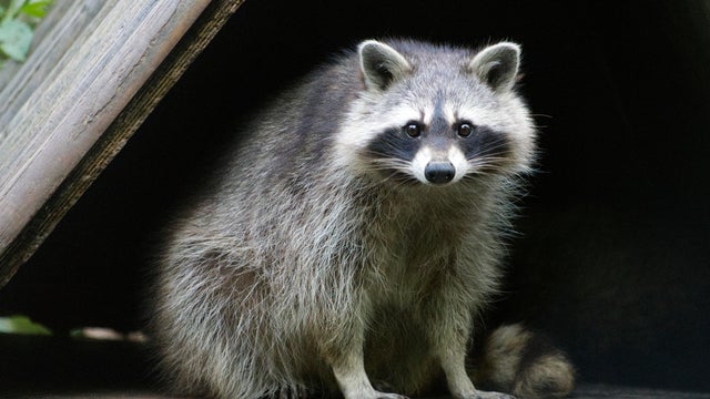 raccoon 