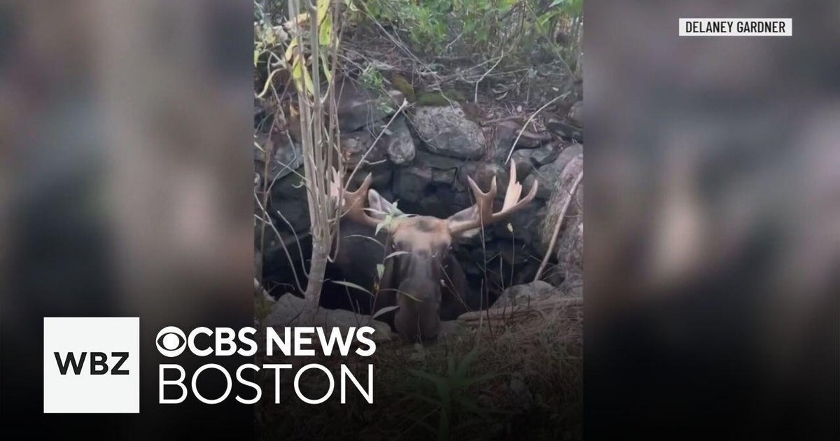 Teen launches rescue mission for moose trapped in hole in Maine