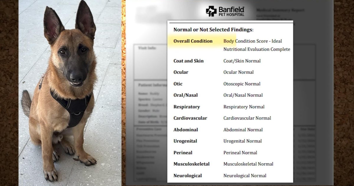 Broward family devastated after puppy dies in trainer’s care, launches petition to regulate Florida dog trainers