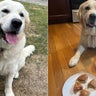 Police dog rewarded with Happy Meal for finding missing Avon man 