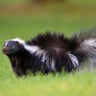 School stinks! Skunk sprays classroom giving hundreds of kids day off in Mass. 