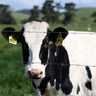 Central California dairy employee arrested after alleged abuse of cow 