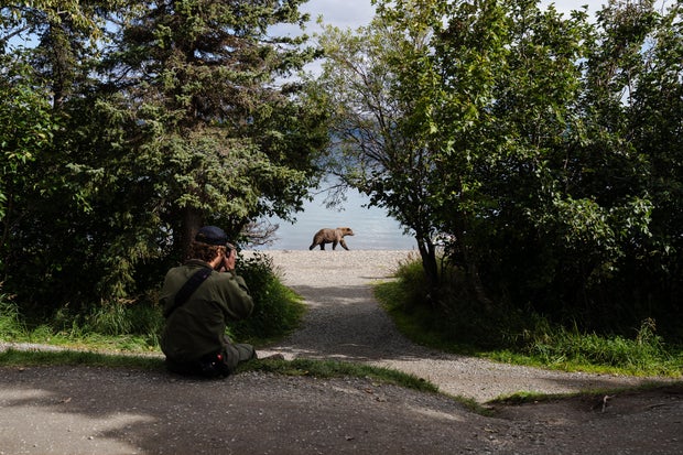 Bears of Brooks Falls 