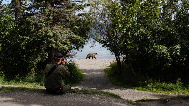 Bears of Brooks Falls 