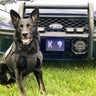 Garden City's retired K-9, known as Sergeant Rudy, has died 