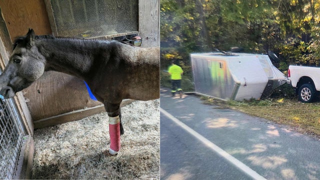 horse-trailer.jpg 