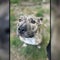 Meet the top 3 finalists in People's cutest rescue dog contest