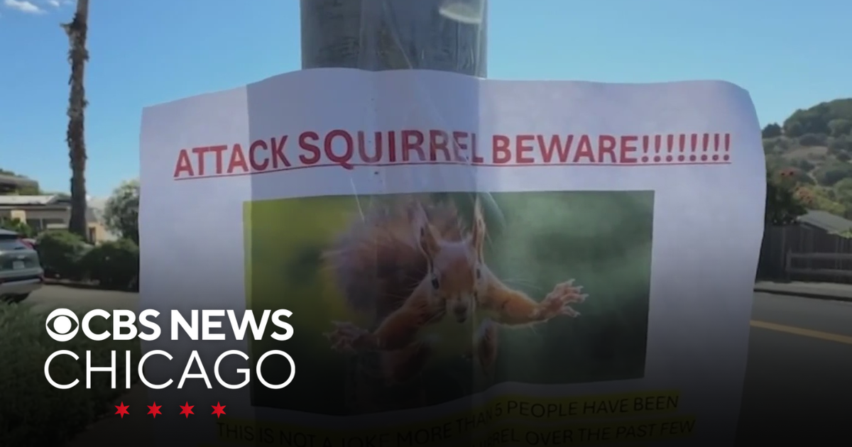 Aggressive Squirrel Attacks Multiple California Residents, Sends Two to Hospital