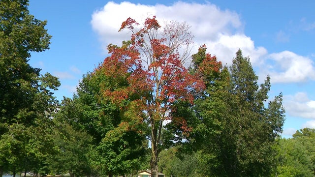 5p-vo-fall-color-delay-wcco8srs.jpg 