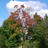 Recent warm weather streak delays fall colors in Twin Cities 