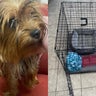 Couple's story about abandoned dog in Attleboro was hoax, police say 