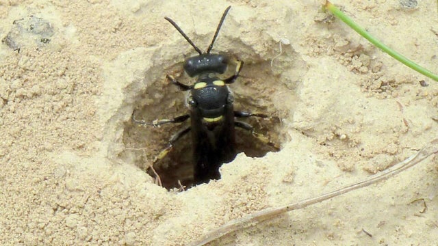 eab-wasps-pkg-6-0720t171602.jpg 