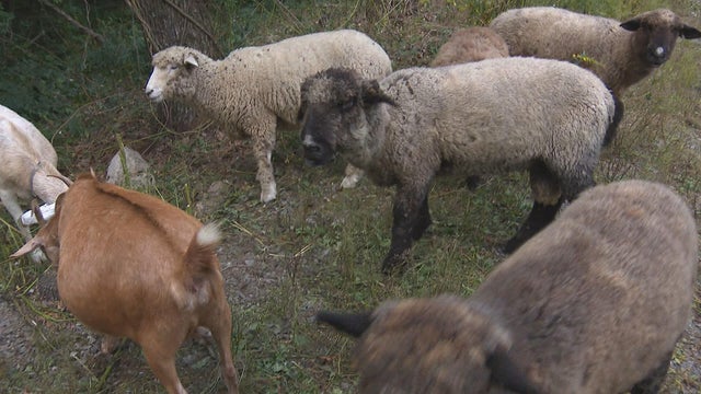 Lambscaping RI 