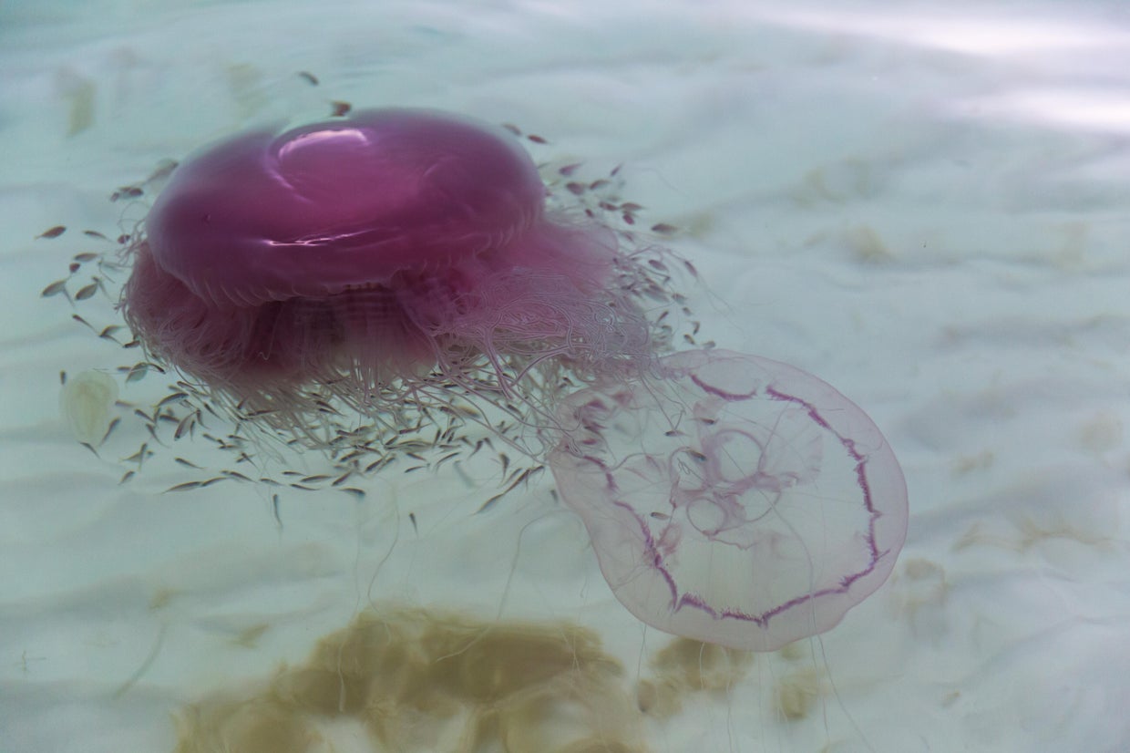 Rare jellyfish that can have 70-foot tentacles wash up on Texas beach ...