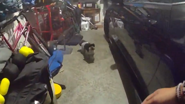 dog-rescue.png 
