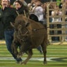 Colorado Buffaloes, fans celebrate Ralphie VII's first run at Folsom 