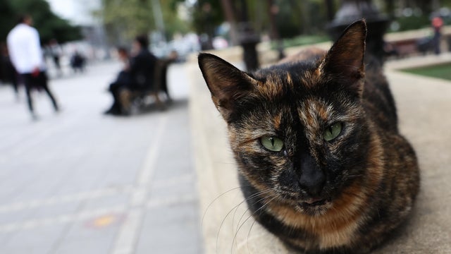 A Cat Sits on a Sidewalk 