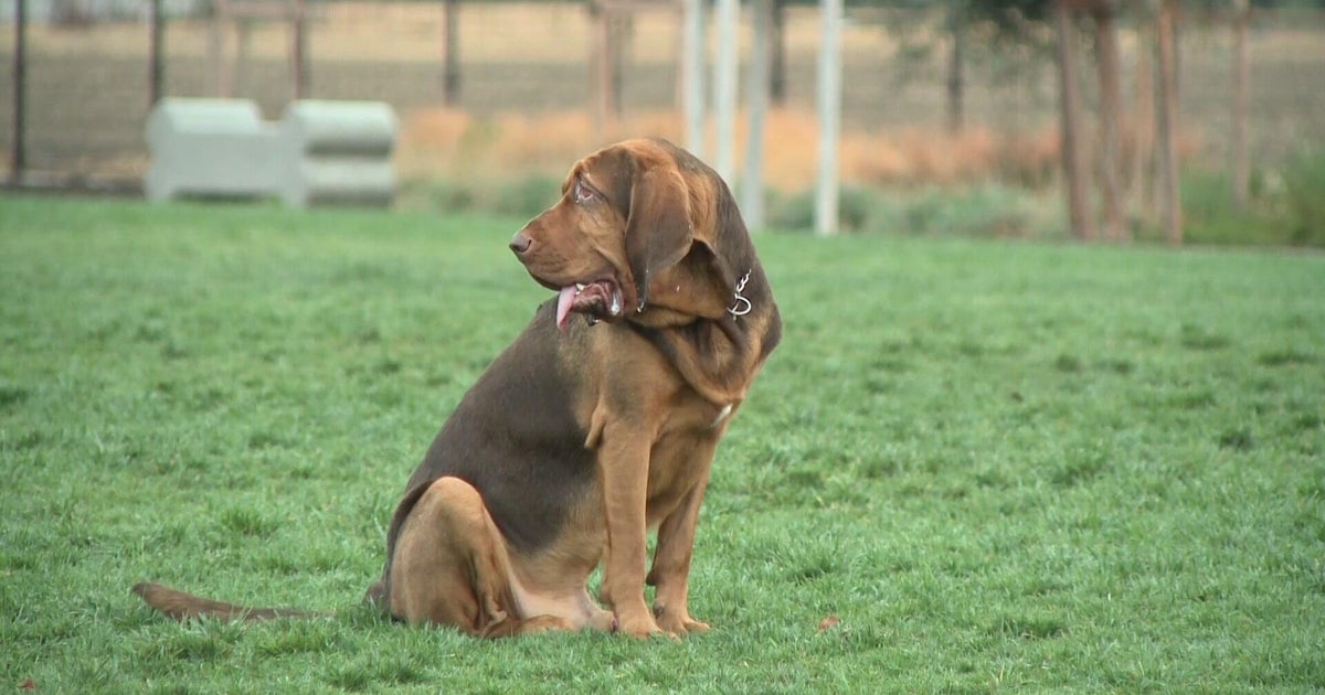 UC Davis researchers warn that dogs are also susceptible to valley fever