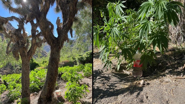 san-bernardino-cannabis-grow-092525.jpg 