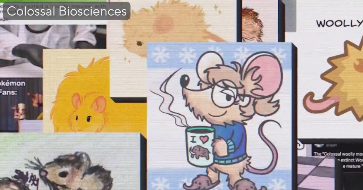 Back from extinction: Dallas lab revives woolly mice in mammoth-sized mission