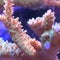 Coral seized from smugglers gets second chance at New York aquarium