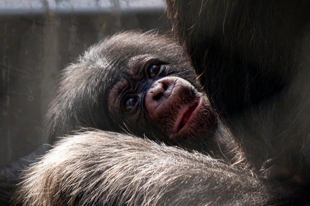 female-chimp-infant-photo-by-zach-rich-photo-courtesy-of-l-a-zoo.jpg