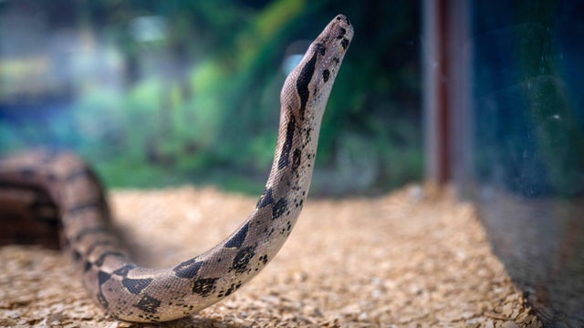 snake 