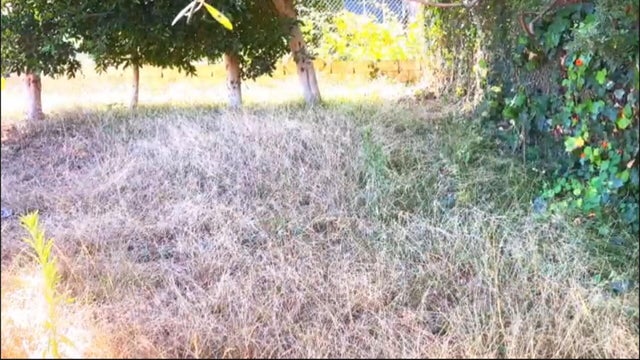 brush.jpg 