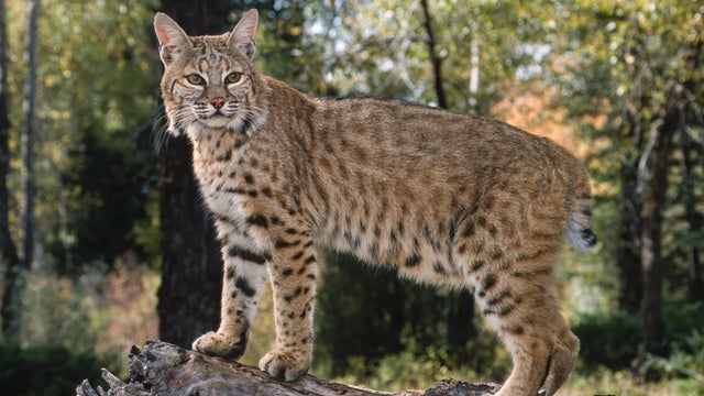 The bobcat (Lynx rufus), also known as the red lynx, is a medium-sized cat native to North America. It ranges from southern Canada through most of the contiguous United States to Oaxaca in Mexico. East Glacier, Montana. 