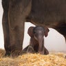 Fort Worth Zoo names baby elephant after Texas flower: Meet Lady Bird 