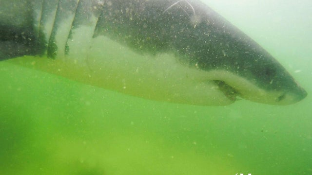 mueller-shark.jpg 
