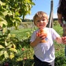 Thousands go apple picking in the picture-perfect warm weather in Natick 