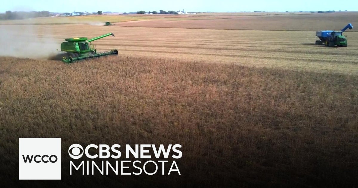 US Midwest Soybean Farmers Face Market Collapse as China Halts Purchases