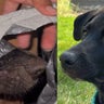 Couple finds and adopts abused puppy, say they were "appalled" 