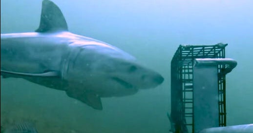 Juvenile Great White Filmed Off Block Island