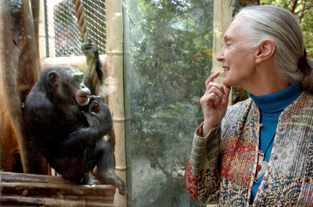 Jin -Godal with chimpanzee in the zoo 