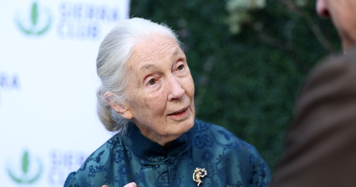 Jane Goodall, Matching World Information for Chimpanzee, you die in 91