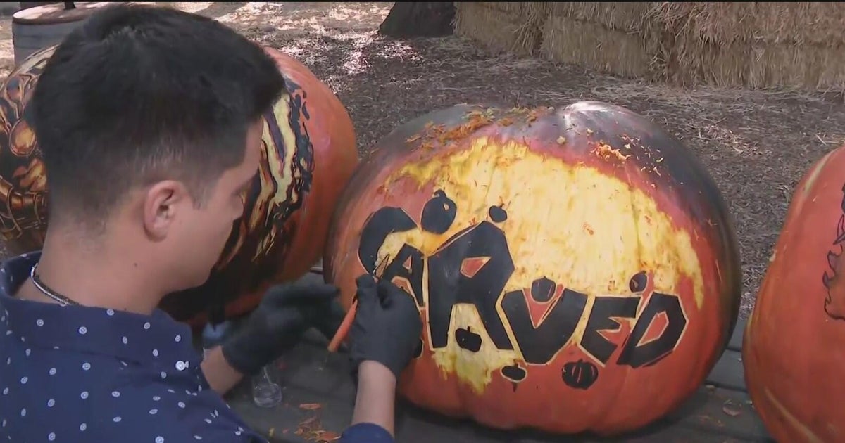 Carved at Descanso Gardens Halloween Pumpkins