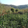 Illegal marijuana grow worth nearly $500,000 eradicated from California's Calaveras County 