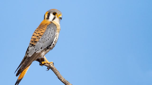 aud-american-kestrel-230401-9-photo-mick-thompson.jpg 