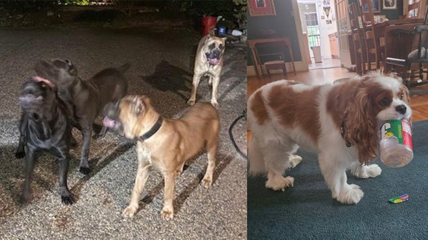 tyrese-gibson-dogs-and-henry.jpg 